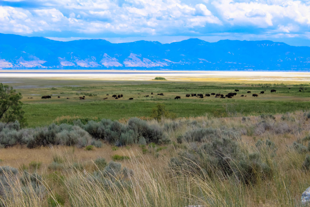 How to Spend the Day on Antelope Island